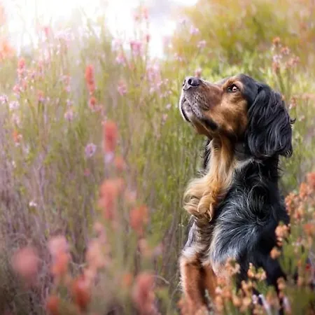 Ferienhaus Half Of A Home, Huge Garden, Pond Szymbark (Pomerania)