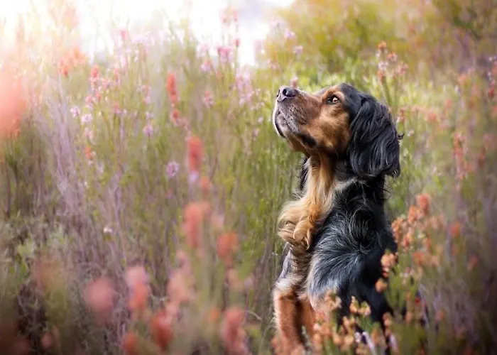 度假居 Half Of A Home, Huge Garden, Pond 兹姆巴克